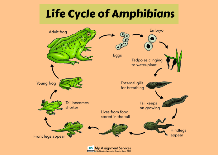 online Herpetology Assignment help services