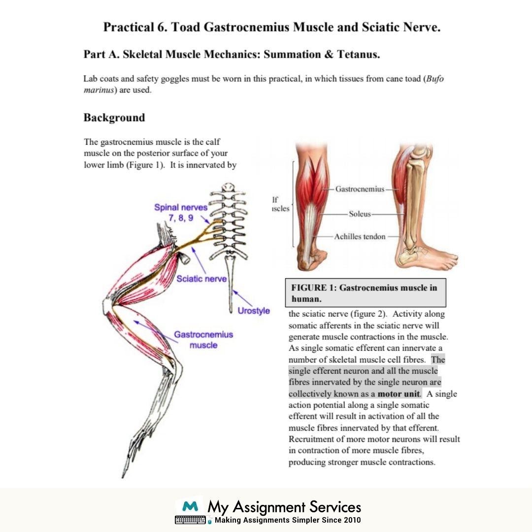 Neurophysiology Assignment Sample