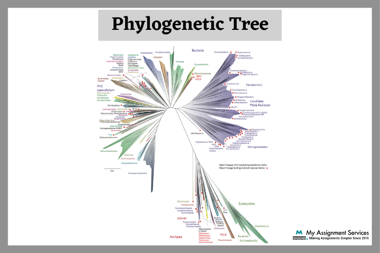 Phylogenetic Analysis Assignment Help