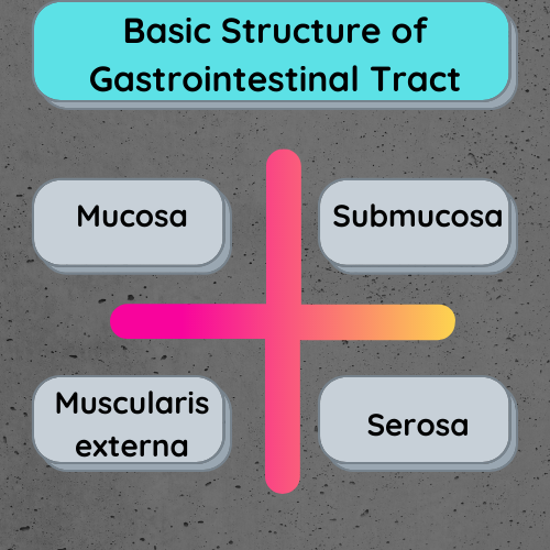 Basic Structure of Gastrointestinal Tract