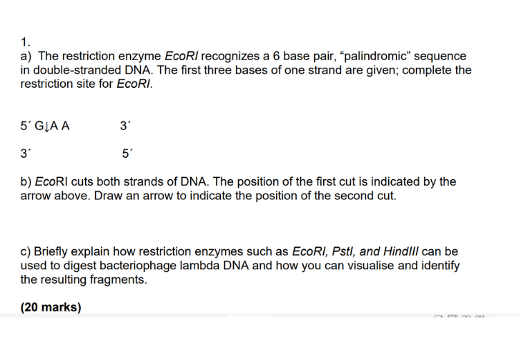 Restriction Enzyme