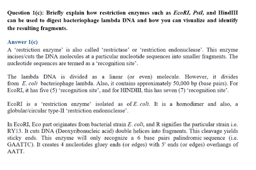 Bacteriophage lambda DNA