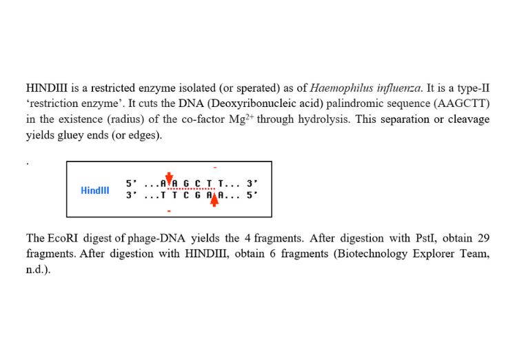 HINDIII-Haemophilius influenza