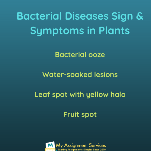 Online Plant Pathology Assignment