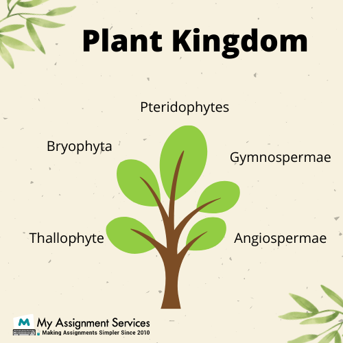 Pteridology Homework Help USA