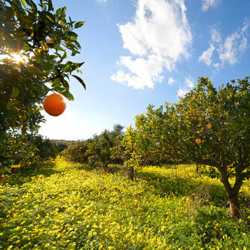 Versatile and manageable food