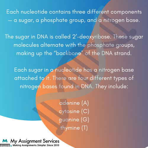 Deoxyribonucleic acid1