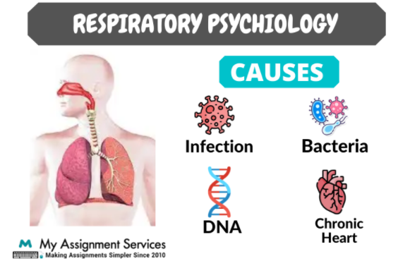Respiratory Physiology