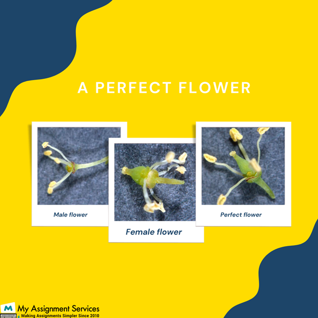 Perfect flower