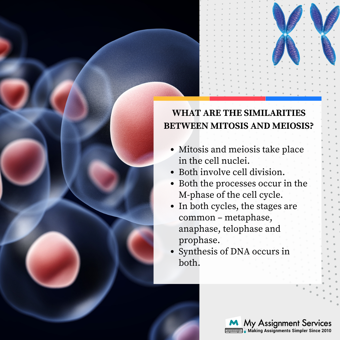 Similarities Between Mitosis and Meiosis