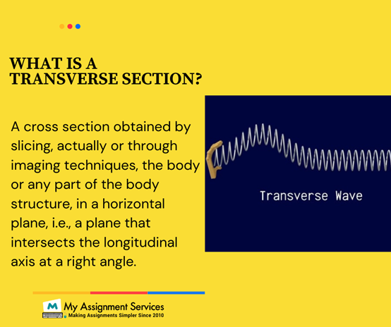 Transverse Section