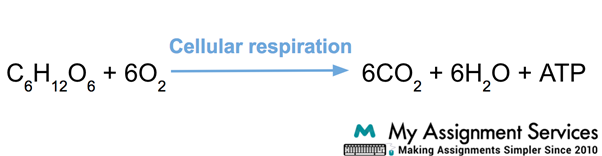 Cellular Respiration