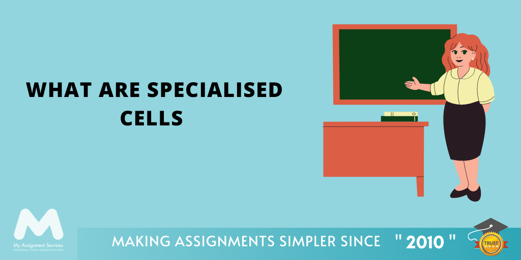 What-Are-Specialised-Cells